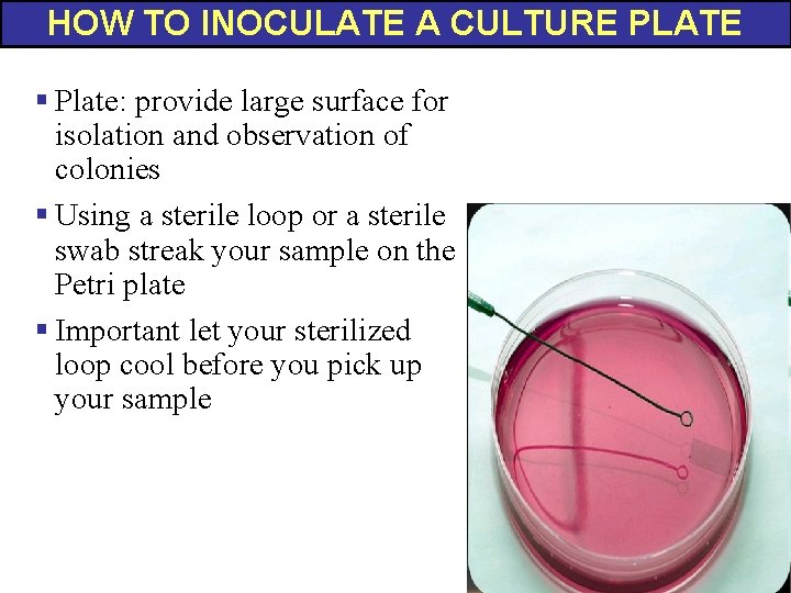 HOW TO INOCULATE A CULTURE PLATE § Plate: provide large surface for isolation and HOW TO INOCULATE A CULTURE PLATE § Plate: provide large surface for isolation and