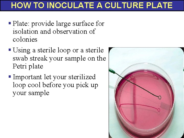 HOW TO INOCULATE A CULTURE PLATE § Plate: provide large surface for isolation and