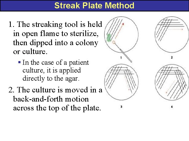 Streak Plate Method 1. The streaking tool is held in open flame to sterilize,
