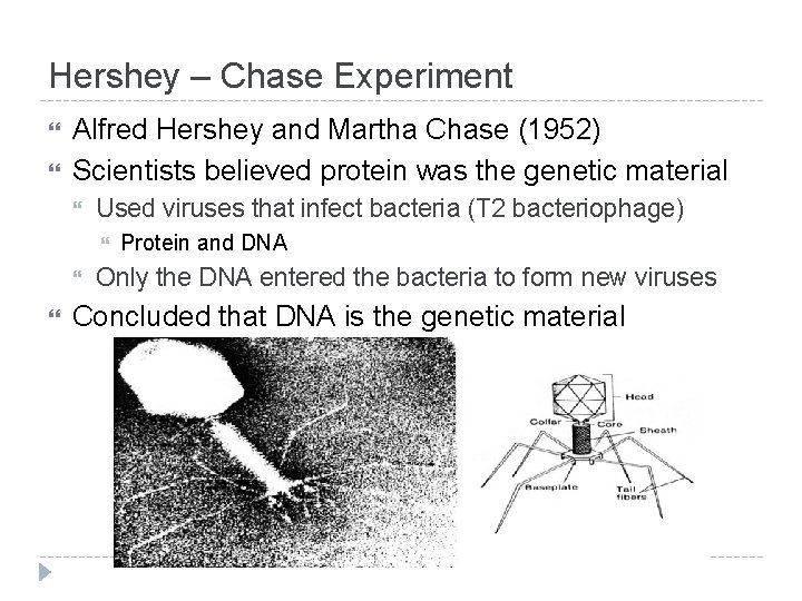 Hershey – Chase Experiment Alfred Hershey and Martha Chase (1952) Scientists believed protein was