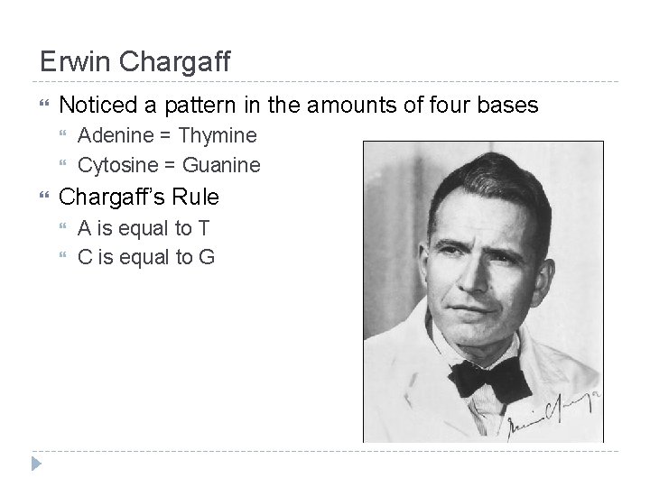 Erwin Chargaff Noticed a pattern in the amounts of four bases Adenine = Thymine