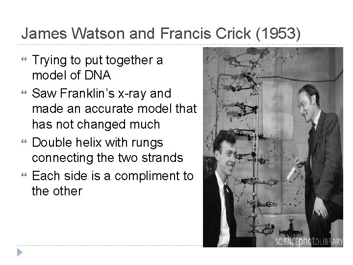 James Watson and Francis Crick (1953) Trying to put together a model of DNA