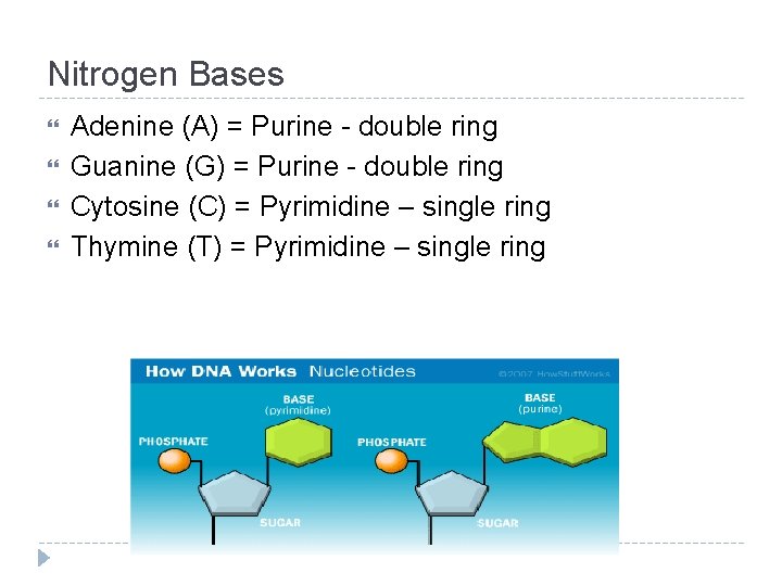 Nitrogen Bases Adenine (A) = Purine - double ring Guanine (G) = Purine -