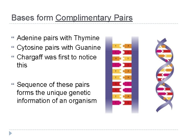 Bases form Complimentary Pairs Adenine pairs with Thymine Cytosine pairs with Guanine Chargaff was