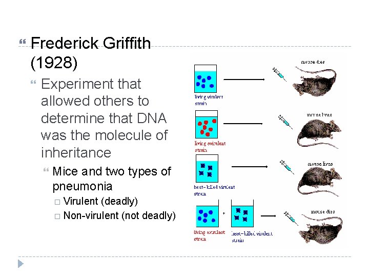  Frederick Griffith (1928) Experiment that allowed others to determine that DNA was the