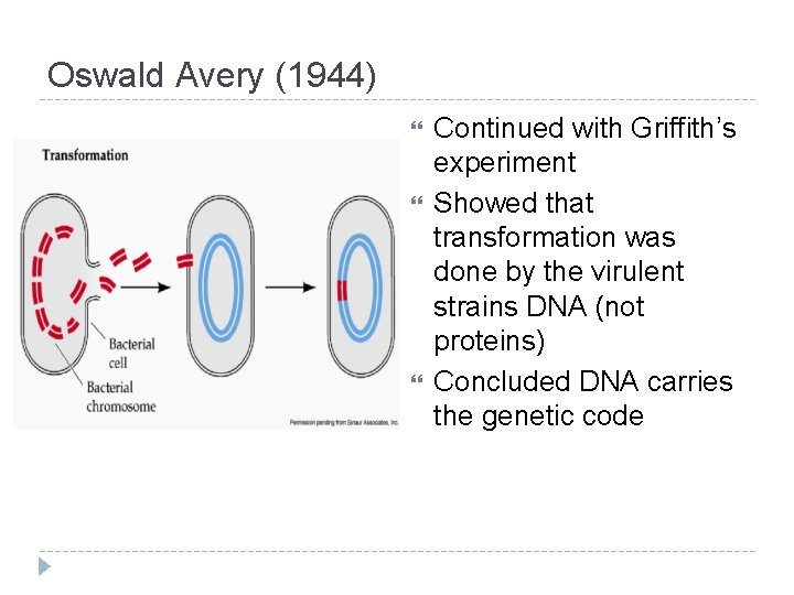 Oswald Avery (1944) Continued with Griffith’s experiment Showed that transformation was done by the