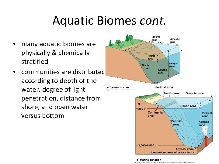 Aquatic Biomes cont. • many aquatic biomes are physically & chemically stratified • communities