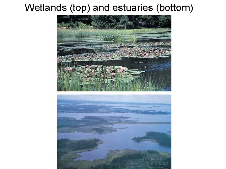 Wetlands (top) and estuaries (bottom) 