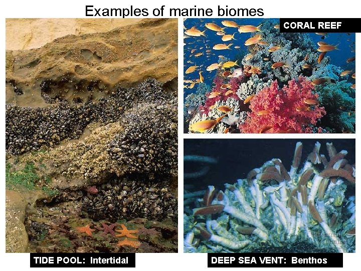 Examples of marine biomes CORAL REEF TIDE POOL: Intertidal DEEP SEA VENT: Benthos 