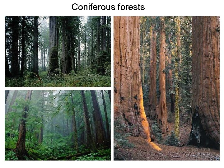 Coniferous forests 