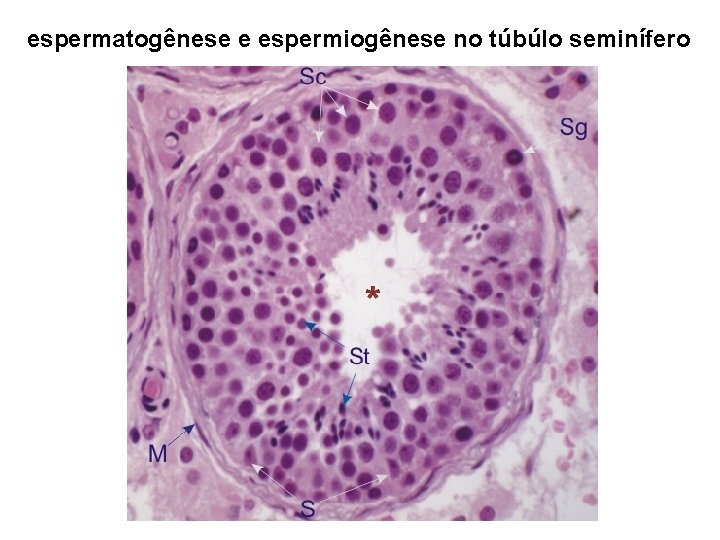 espermatogênese e espermiogênese no túbúlo seminífero 