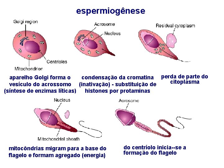 espermiogênese aparelho Golgi forma o condensação da cromatina perda de parte do citoplasma vesículo