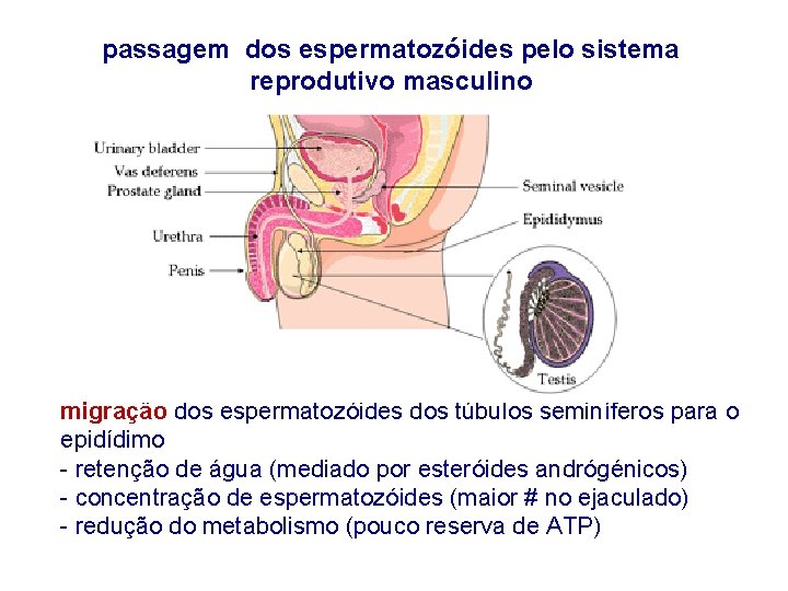 passagem dos espermatozóides pelo sistema reprodutivo masculino migração dos espermatozóides dos túbulos seminíferos para