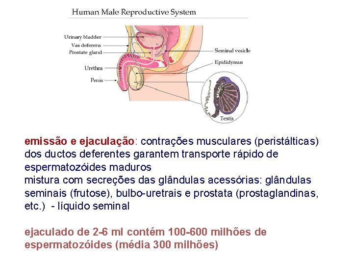 emissão e ejaculação: contrações musculares (peristálticas) dos ductos deferentes garantem transporte rápido de espermatozóides