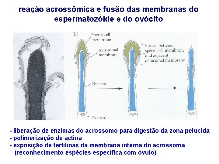 reação acrossômica e fusão das membranas do espermatozóide e do ovócito - liberação de