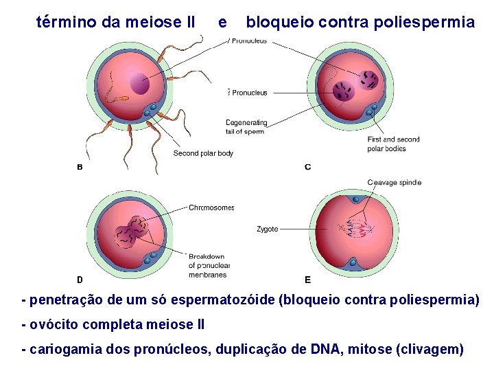 término da meiose II e bloqueio contra poliespermia - penetração de um só espermatozóide