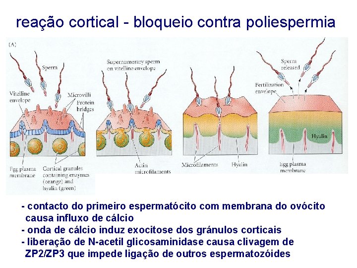 reação cortical - bloqueio contra poliespermia - contacto do primeiro espermatócito com membrana do