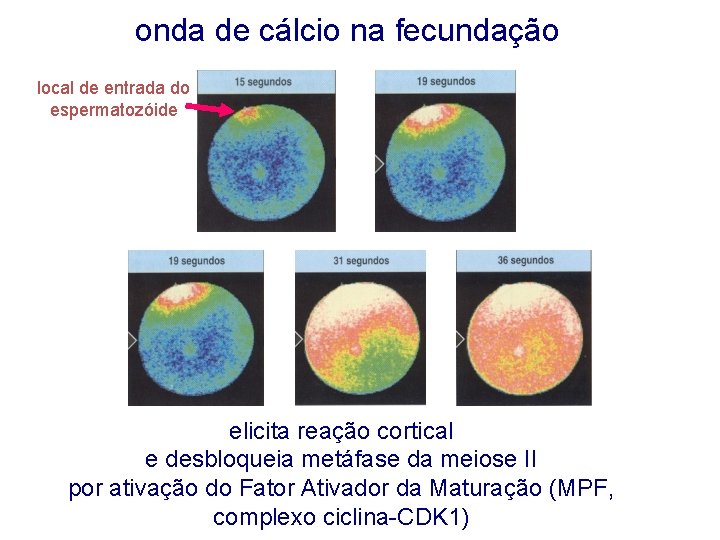 onda de cálcio na fecundação local de entrada do espermatozóide elicita reação cortical e