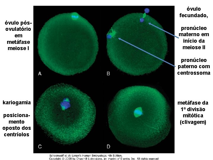 óvulo fecundado, óvulo pósovulatório em metáfase meiose I pronúcleo materno em início da meiose