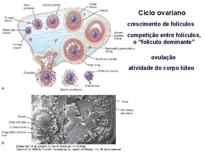 Ciclo ovariano crescimento de folículos competição entre folículos, o “folículo dominante” ovulação atividade do