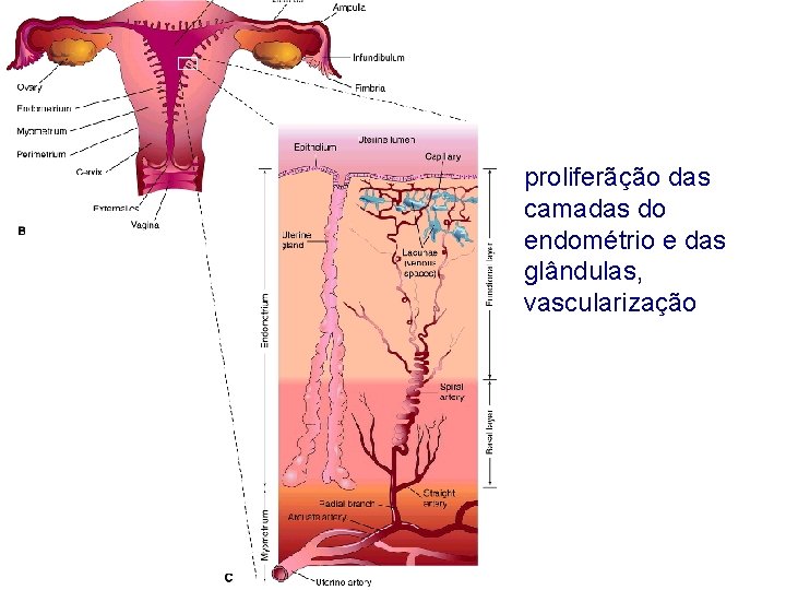 proliferãção das camadas do endométrio e das glândulas, vascularização 