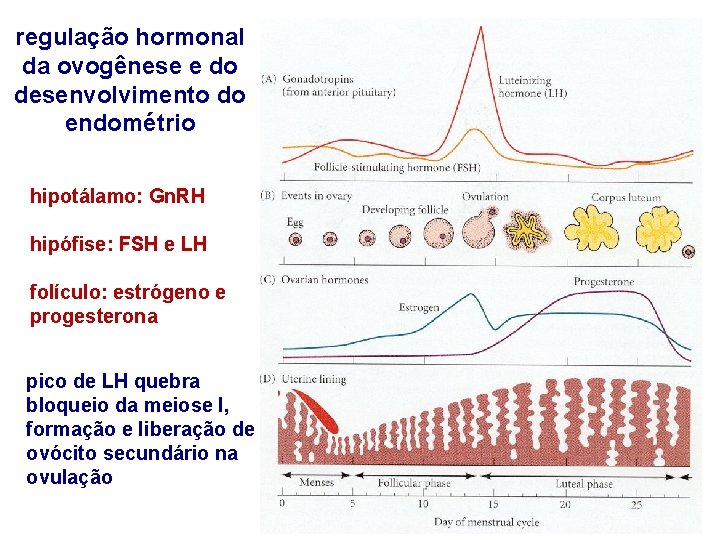 regulação hormonal da ovogênese e do desenvolvimento do endométrio hipotálamo: Gn. RH hipófise: FSH