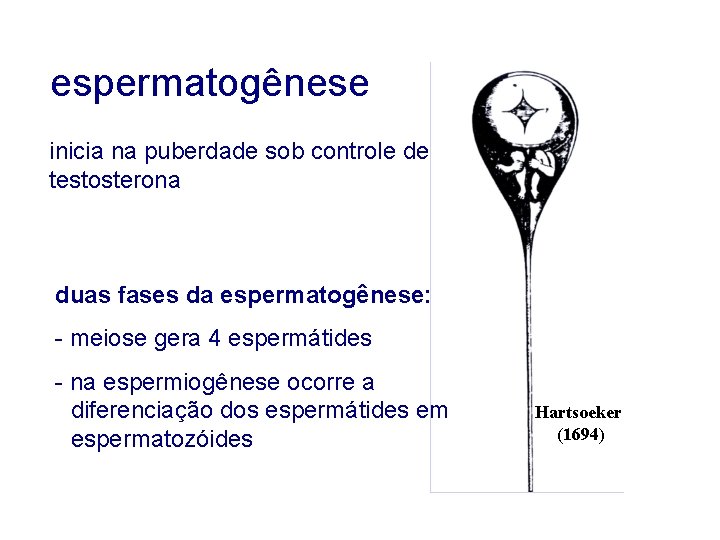 espermatogênese inicia na puberdade sob controle de testosterona duas fases da espermatogênese: - meiose