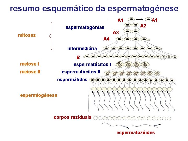 resumo esquemático da espermatogênese A 1 espermatogônias mitoses A 2 A 3 A 4