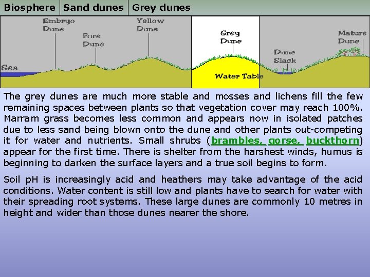 Biosphere Sand dunes Grey dunes The grey dunes are much more stable and mosses