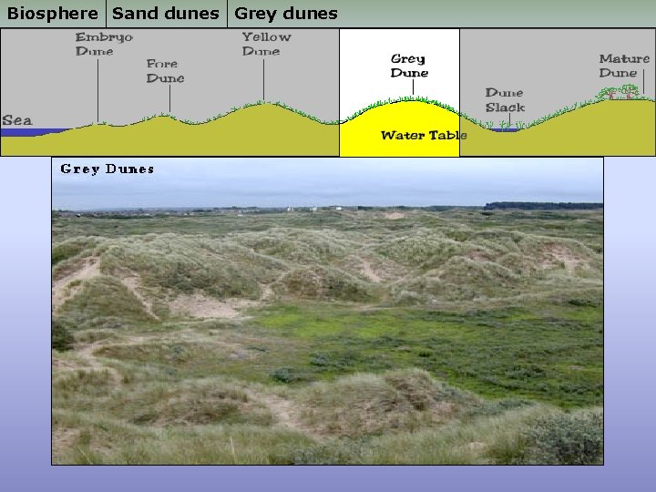 Biosphere Sand dunes Grey dunes 