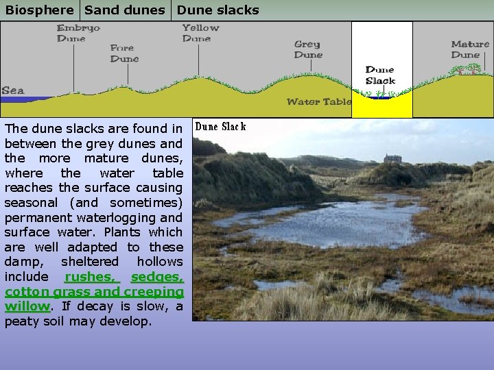 Biosphere Sand dunes Dune slacks The dune slacks are found in between the grey