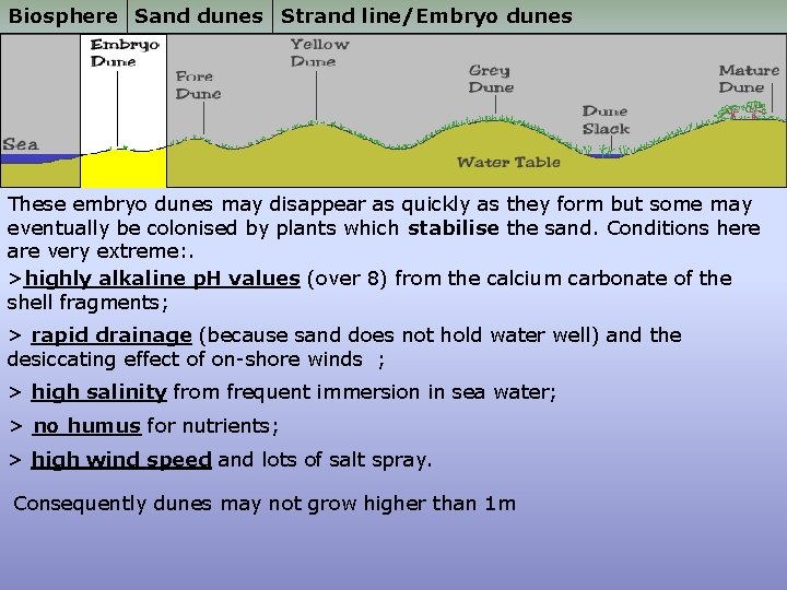 Biosphere Sand dunes Strand line/Embryo dunes These embryo dunes may disappear as quickly as