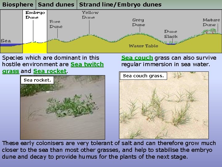 Biosphere Sand dunes Strand line/Embryo dunes Species which are dominant in this hostile environment