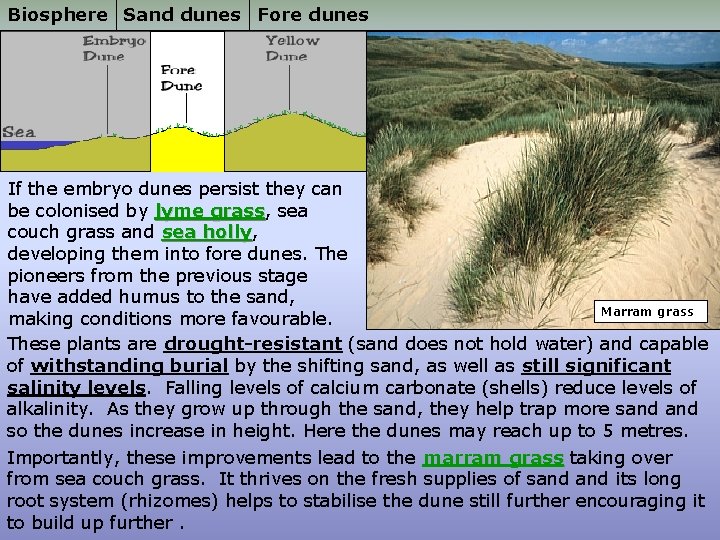 Biosphere Sand dunes Fore dunes If the embryo dunes persist they can be colonised