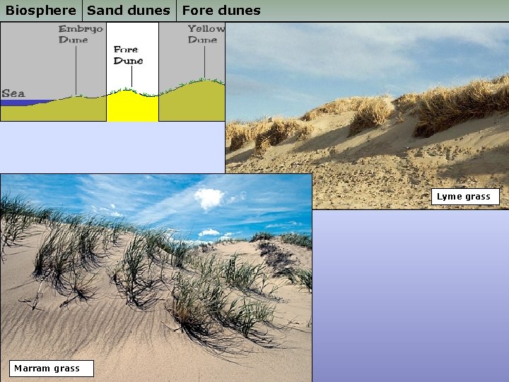 Biosphere Sand dunes Fore dunes Lyme grass Marram grass 