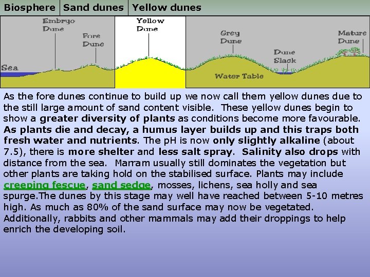 Biosphere Sand dunes Yellow dunes As the fore dunes continue to build up we