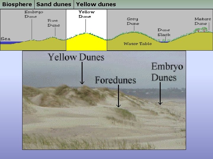 Biosphere Sand dunes Yellow dunes 