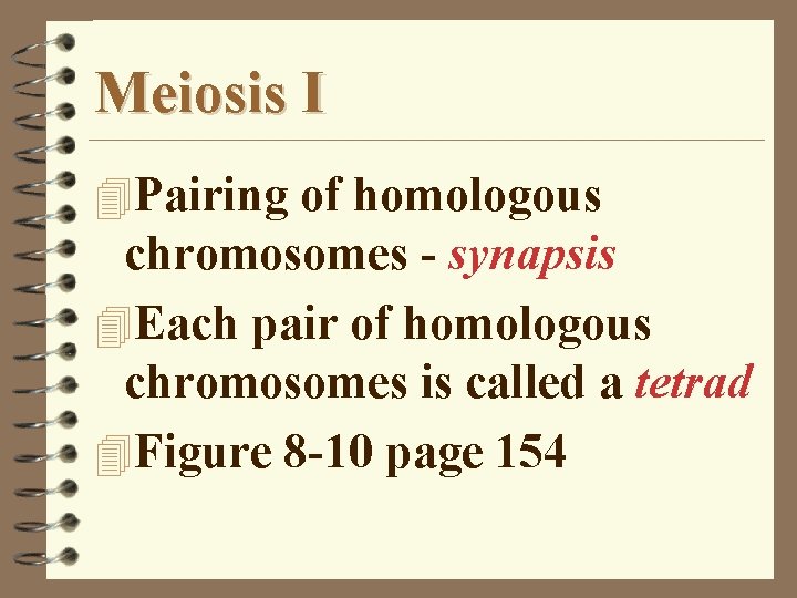 Meiosis I 4 Pairing of homologous chromosomes - synapsis 4 Each pair of homologous