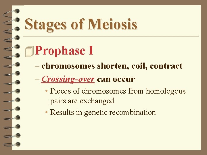 Stages of Meiosis 4 Prophase I – chromosomes shorten, coil, contract – Crossing-over can