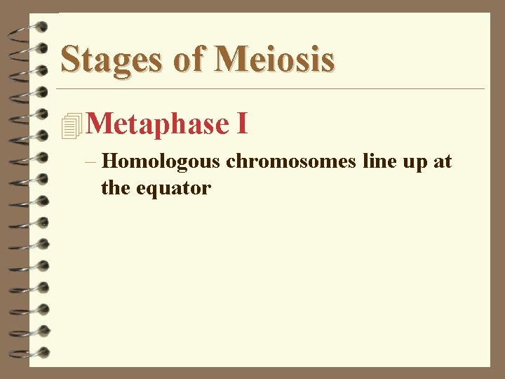 Stages of Meiosis 4 Metaphase I – Homologous chromosomes line up at the equator