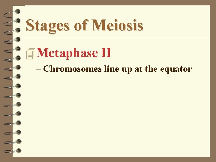 Stages of Meiosis 4 Metaphase II – Chromosomes line up at the equator 