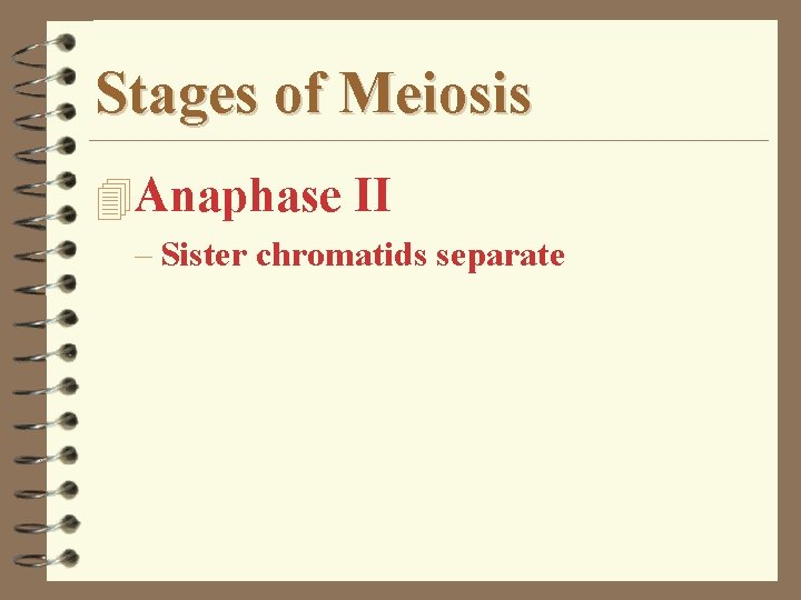 Stages of Meiosis 4 Anaphase II – Sister chromatids separate 