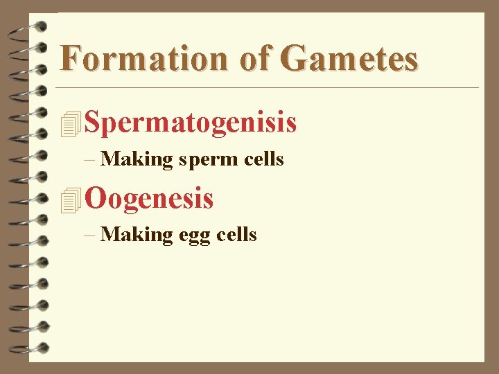 Formation of Gametes 4 Spermatogenisis – Making sperm cells 4 Oogenesis – Making egg