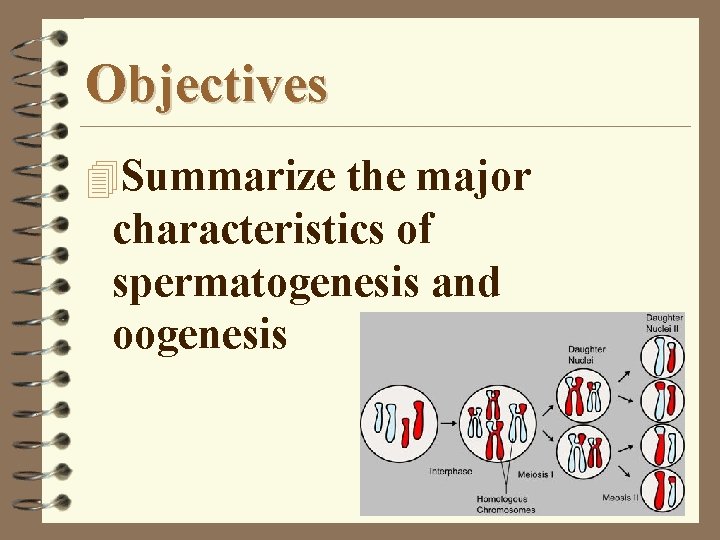 Objectives 4 Summarize the major characteristics of spermatogenesis and oogenesis 