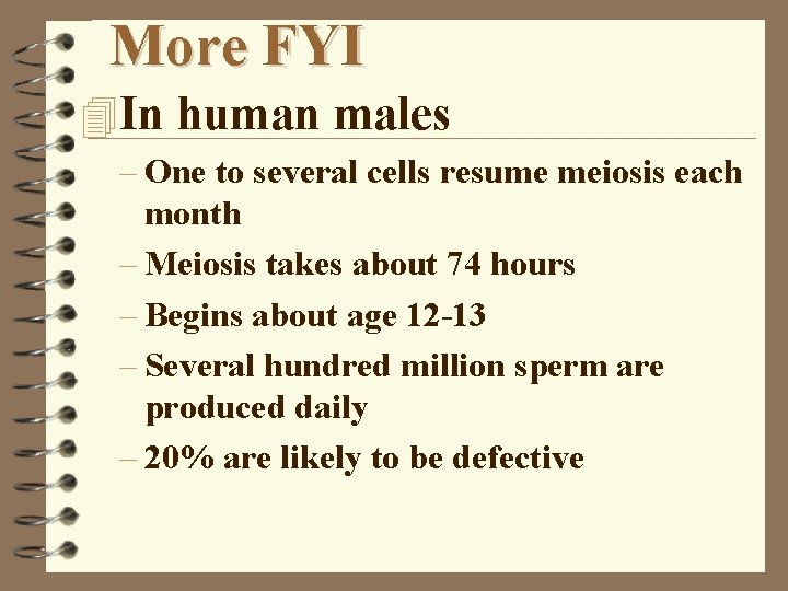 More FYI 4 In human males – One to several cells resume meiosis each