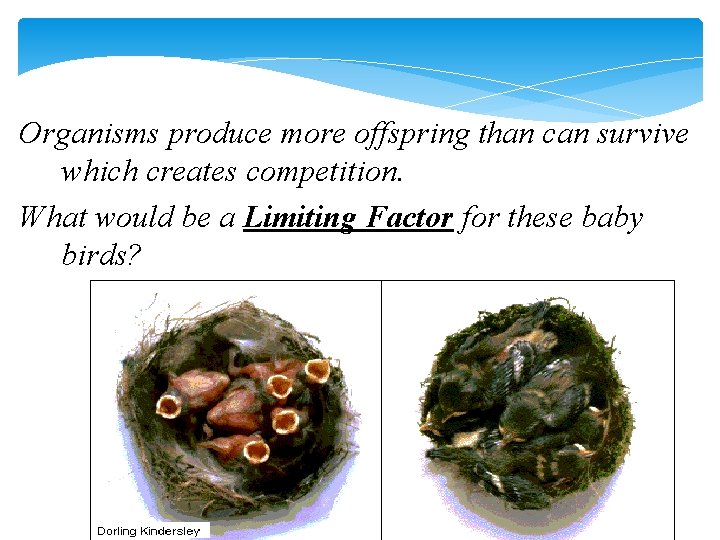 Organisms produce more offspring than can survive which creates competition. What would be a