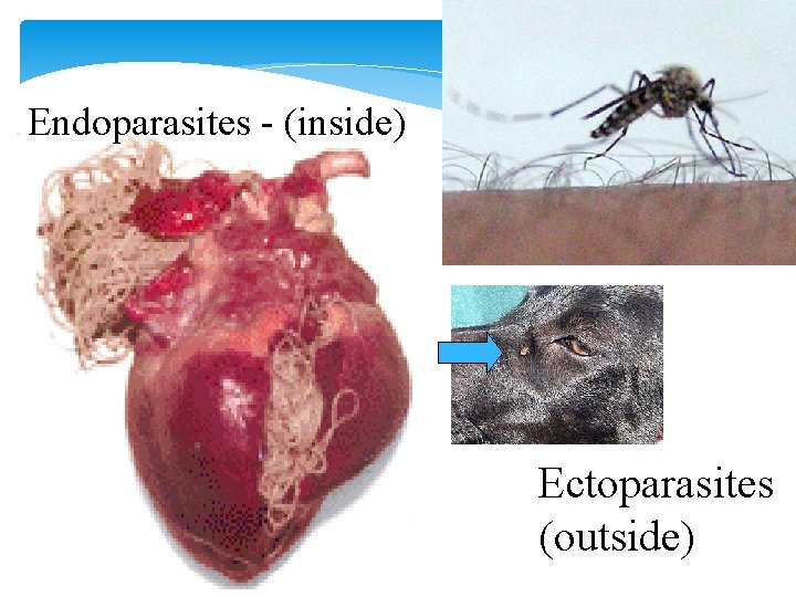 Endoparasites - (inside) Ectoparasites (outside) 