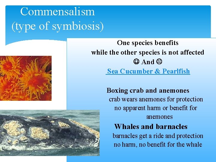 Commensalism (type of symbiosis) One species benefits while the other species is not affected
