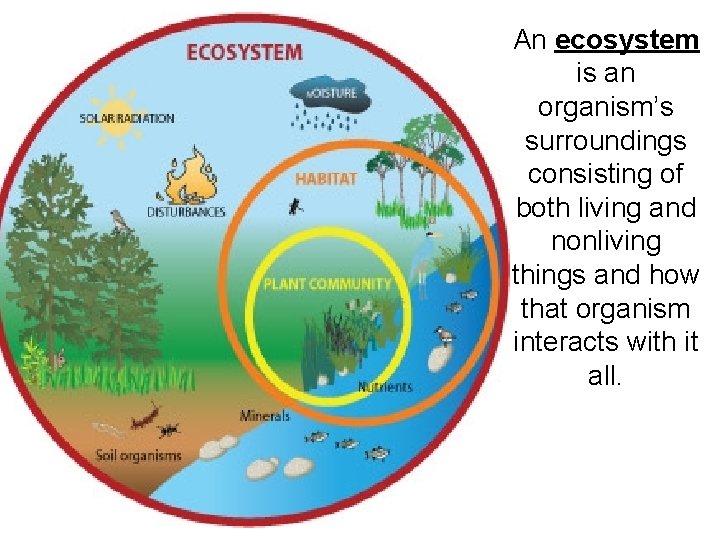 An ecosystem is an organism’s surroundings consisting of both living and nonliving things and