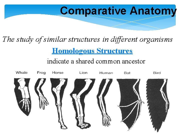 Comparative Anatomy The study of similar structures in different organisms Homologous Structures indicate a